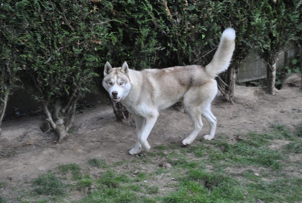 LOKI ( adopté a l’âge de 11 mois le 15 octobre 2016)
