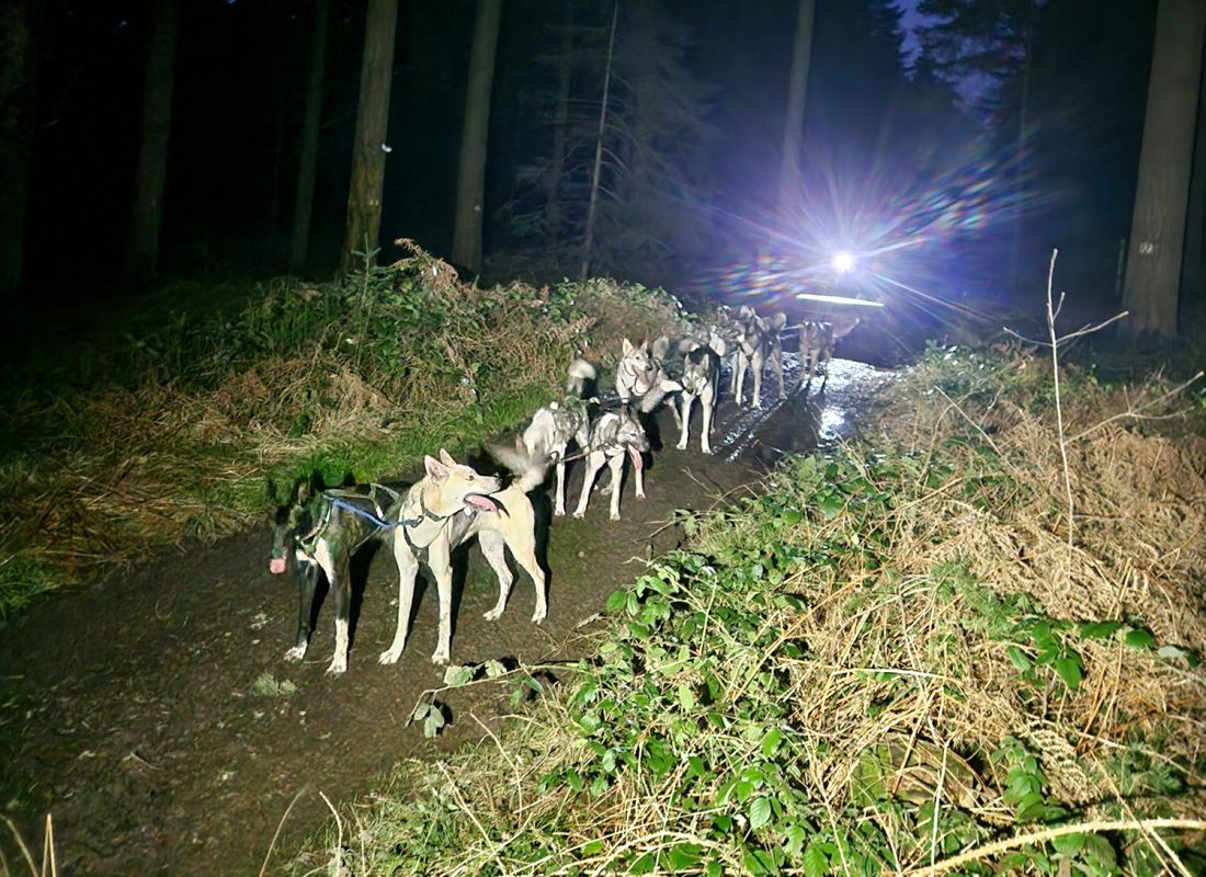 cani-kart nocturne