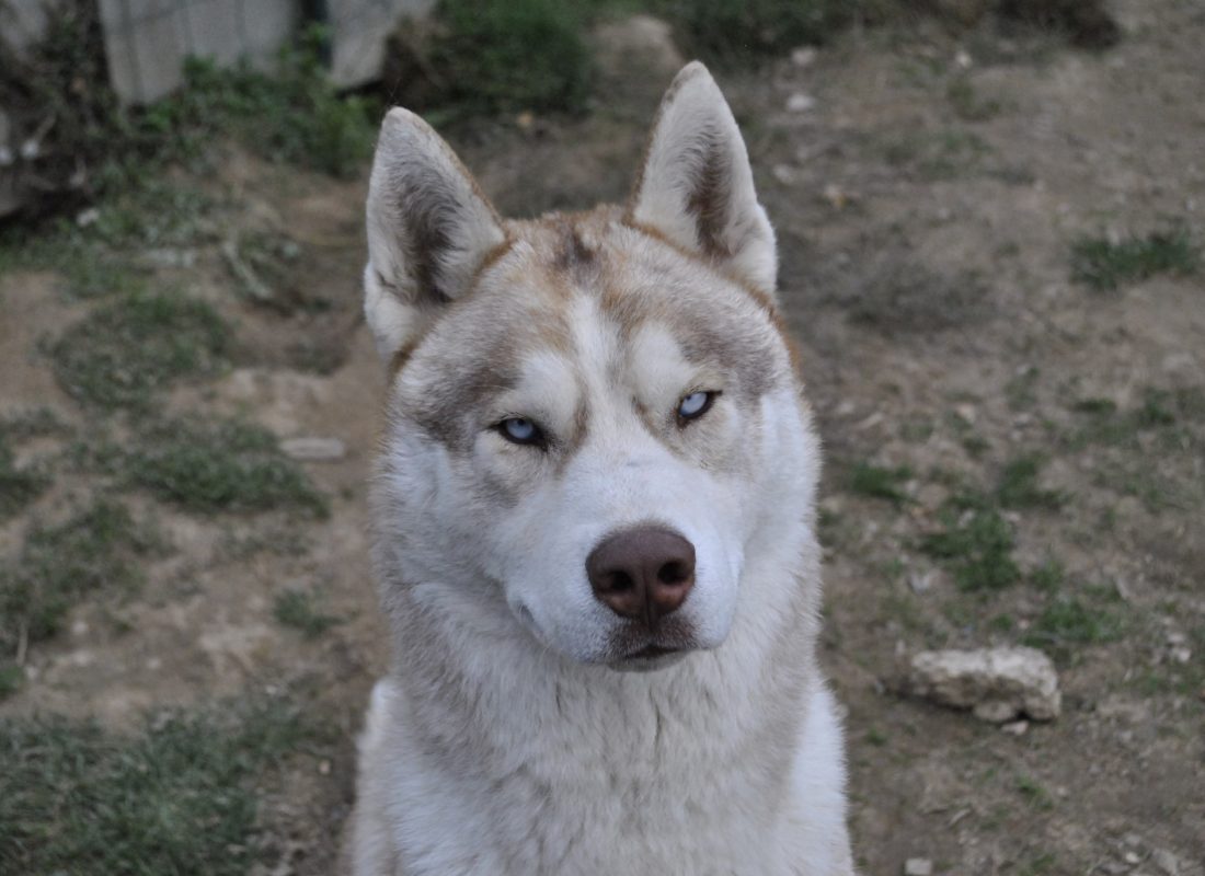 LOKI ( adopté a l’âge de 11 mois le 15 octobre 2016)