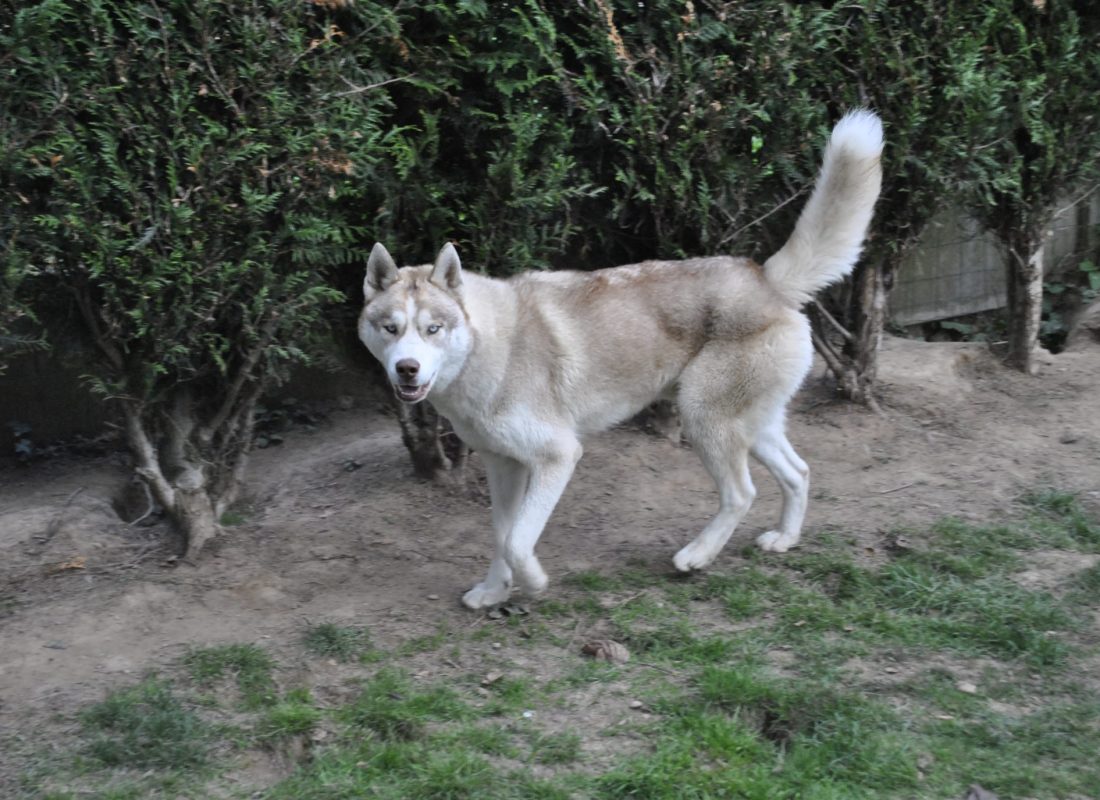 LOKI ( adopté a l’âge de 11 mois le 15 octobre 2016)