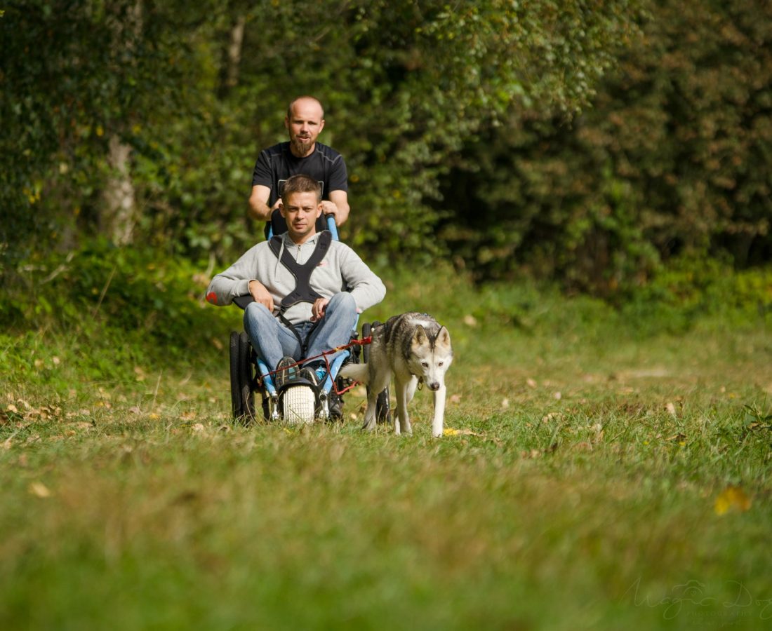 handi cani