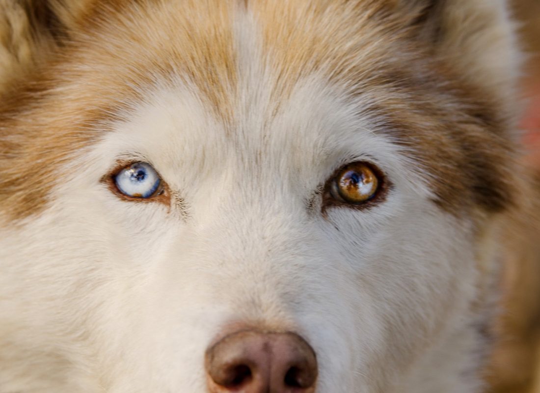 BALINKA (husky de Sibérie)