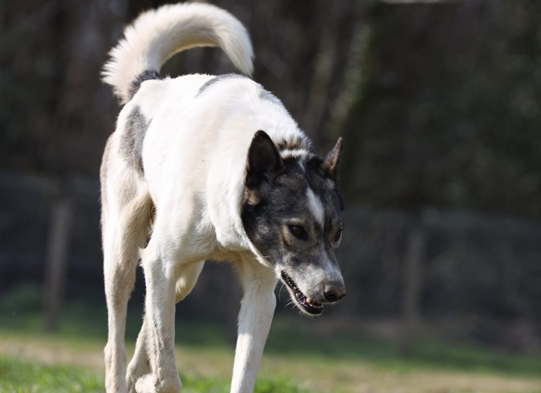 TAÏGA (L’alaskan husky)